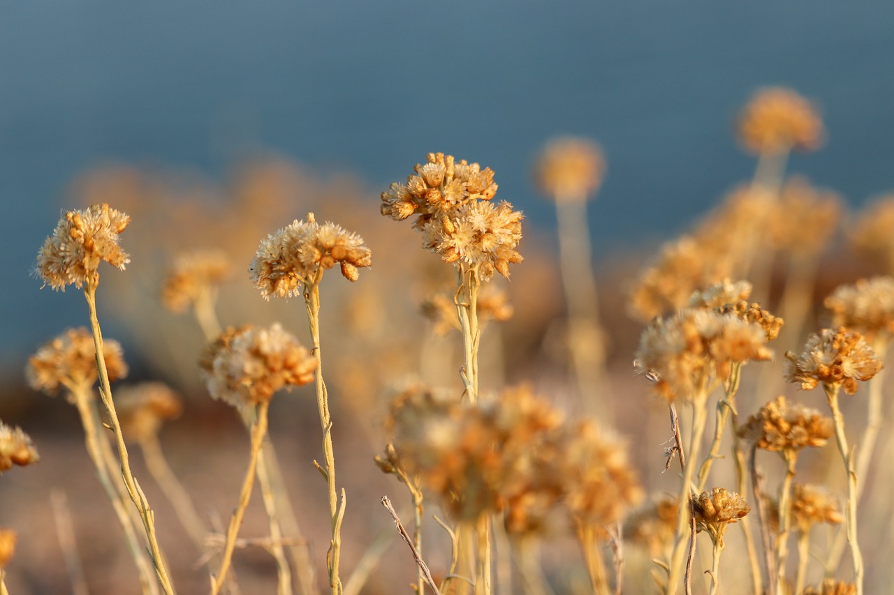 flowers-5351797_1280
