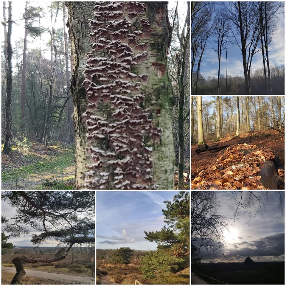 natuur stilte wandelen