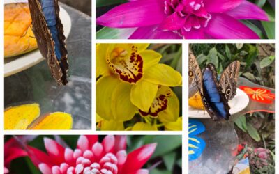 “Vrij als een vlinder, Stralend als een bloem”