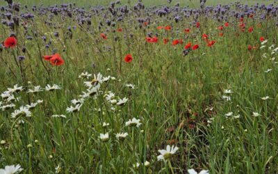 Zoals de bloemen in het veld….