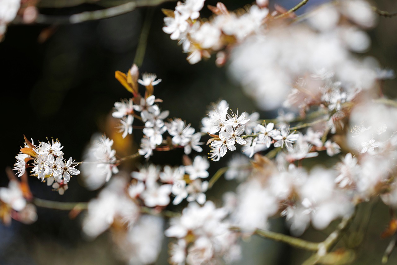 flowers-7899643_1280