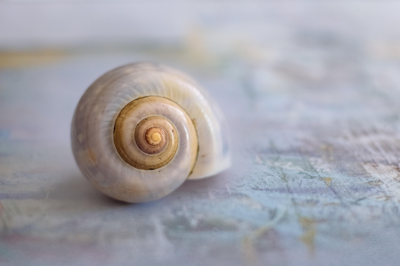 snail-4300222_1280